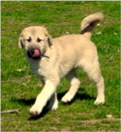 CHAMPION Birinci's Yahsi (Handsome) at Lucky Hit Ranch