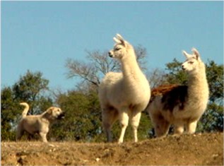 CHAMPION Birinci's Yahsi (Handsome) at Lucky Hit Ranch