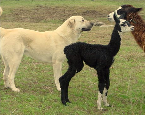 CHAMPION Birinci's Yahsi (Handsome) at Lucky Hit Ranch with newborn llama