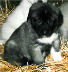 Zara when five weeks old in Washington State