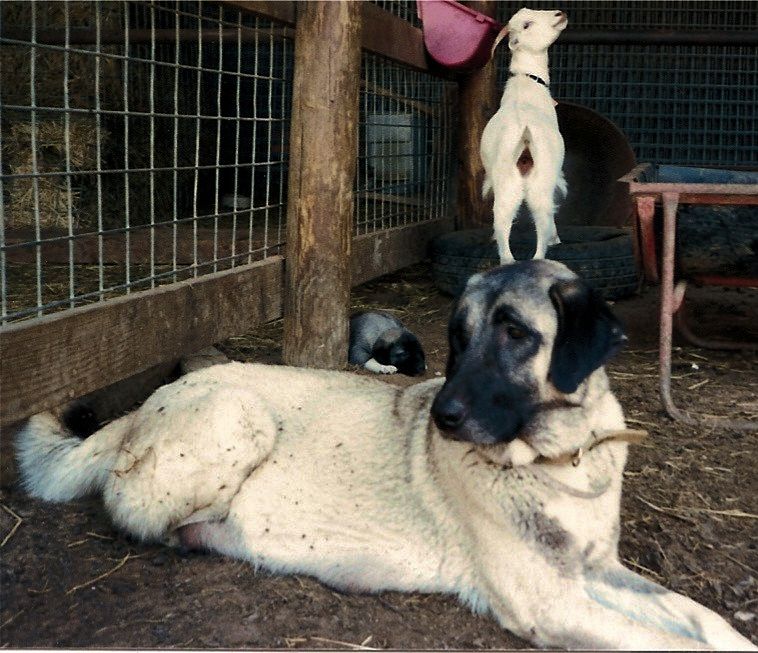Zara on April 31, 1991 with one of her pups and one of her goats