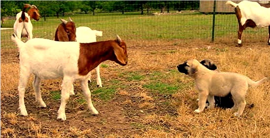 Lucky Hit pups being raised with goats