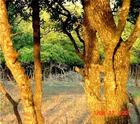 Trees At Sunset At Lucky Hit Ranch in 2001