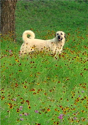 Autumn standing in flowers in the pasture.