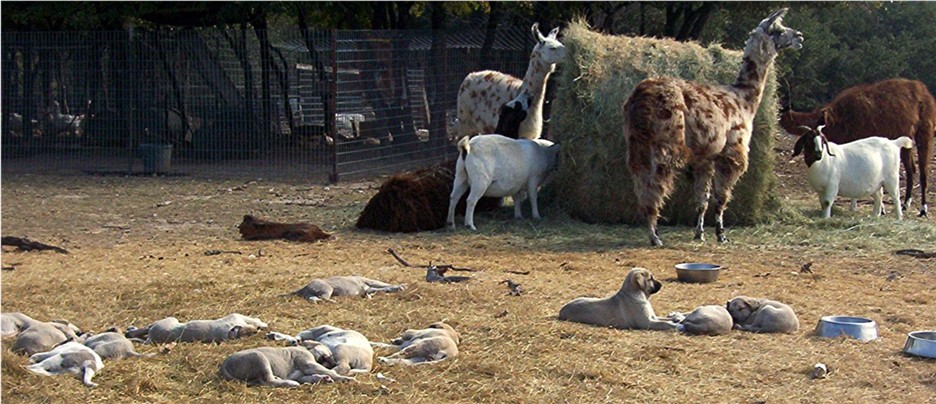 Sahara and Shadow 2006 litter at Lucky Hit Ranch