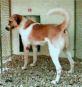 Breezy Way's Hurriyet of Birinci (Rhett) - Incredible Rear and Superior Confirmation and Temperament Ability
