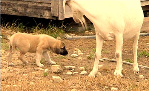 Pup walks by goat with the proper submissive attitude