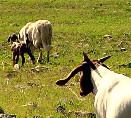 Lucky Hit Tawny Shadow following herd with young kid at side