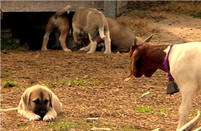 Lucky Hit pups being raised with goats at Lucky Hit Ranch