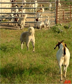 Shadow and Autumn taking the goats out to Far Hill