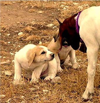 Lucky Hit's Shadow Sampson (Sam) 'bowing' respectfully