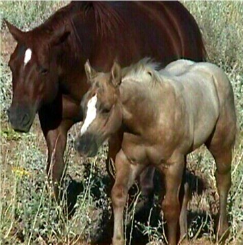 Docs Smokin Gold Bar and his Dam, Sienna